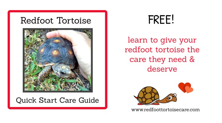 redfoot tortoise care guide
